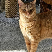 Butters joined the competition — help win amazing prizes! carpet, cat, chair, close_up, cozy, curious, domestic_cat, fur, furniture, ginger_cat, green_eyes, indoor, orange_tabby, paws, pet, portrait, scratching_post, standing, sunlight, whiskers