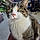 Tigger