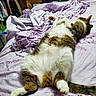 Tigger is registered to the contest to win money with this photo: animal, bed, blanket, brown, cat, comfort, cozy, feline, fur, indoor, paw, pet, purple, relaxed, rest, sleeping, sprawled, striped, tail, white
