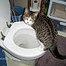 Tigger is registered to the contest to win money with this photo: animal, bathroom, cat, claw, curious, eyes, floor, fur, gray, household, indoor, looking, pet, plumbing, rug, storage_drawers, tabby_cat, toilet, toilet_paper, white