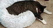 Tigger joined the competition — help win amazing prizes! animal, bed, carpet, cat, cozy, cute, domestic_cat, feline, fluffy, fur, indoor, paws, pet_bed, relaxing, resting, sleepy, stretched_out, striped, tabby, white
