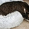 animal, bed, carpet, cat, cozy, cute, domestic_cat, feline, fluffy, fur, indoor, paws, pet_bed, relaxing, resting, sleepy, stretched_out, striped, tabby, white