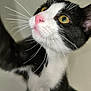 Bloom a rejoint le concours — aidez-le/la à gagner de superbes lots ! cat, tuxedo_cat, close_up, yellow_eyes, pink_nose, whiskers, curious, pet, feline, indoor, animal, black_and_white, fur, portrait, looking_up, face, cute, domestic_cat, mammal, young