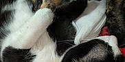 Bloom a rejoint le concours — aidez-le/la à gagner de superbes lots ! cat, sleeping, black_and_white_cat, tortoiseshell_cat, fur, pet, cozy, blanket, paw, whiskers, indoor, resting, close_up, animal, cute, nap, soft, domestic_cat, friendship, snuggle