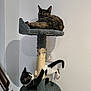 Bloom participe au concours pour gagner de l'argent avec cette photo : cat, cats, cat_tree, scratching_post, playful, feline, indoor, pet, black_and_white_cat, tortoiseshell_cat, wall, corner, shadow, paw, fur, whiskers, claws, resting, climbing, home