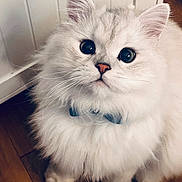 Paci is registered to the contest to win money with this photo: cat, fluffy, white, bow_tie, pet, cute, indoors, floor, feline, animal, domestic, whiskers, ears, sitting, looking_up, close_up, soft_fur, adorable, face, portrait
