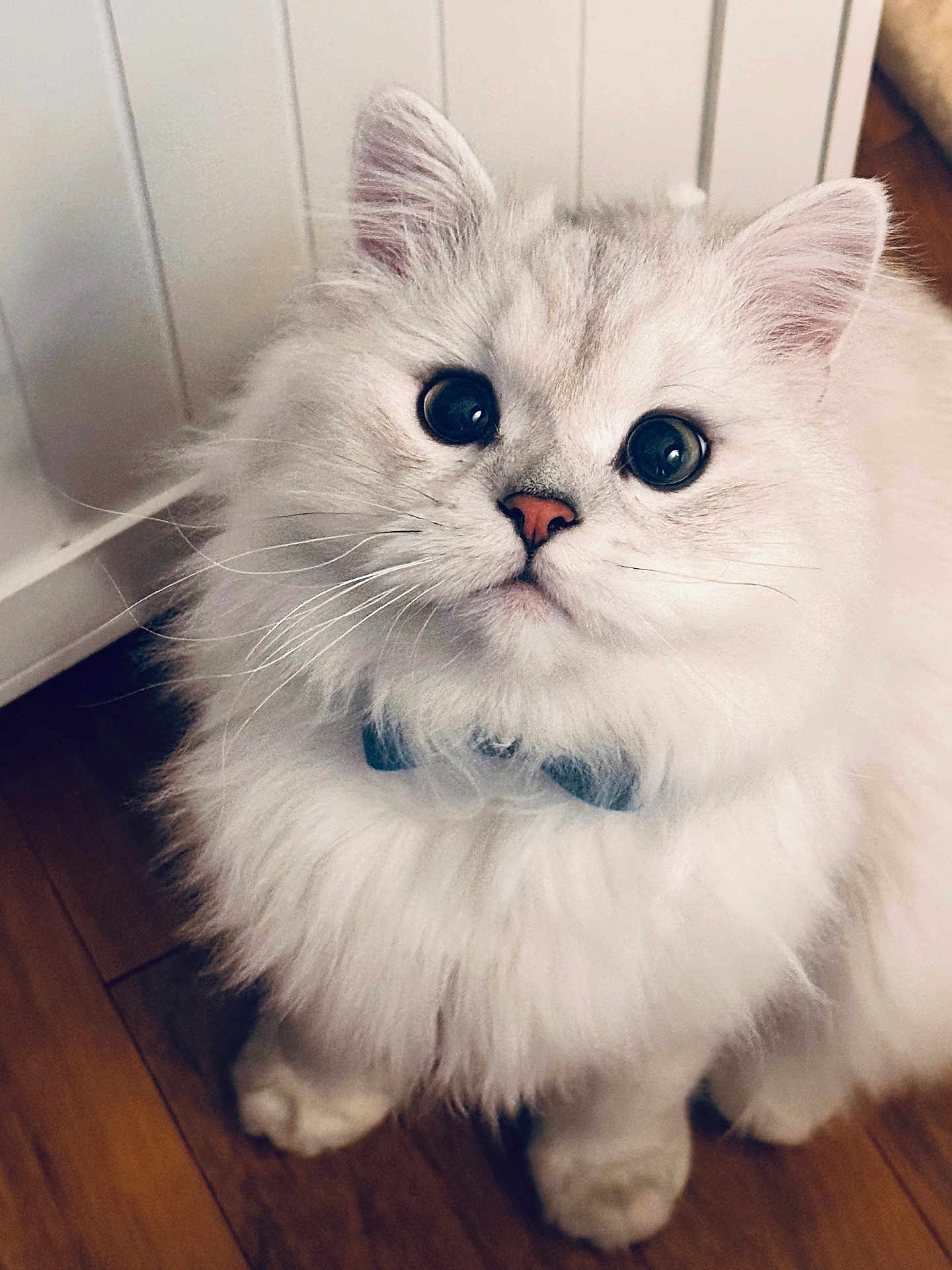 Paci is registered to the contest to win money with this photo: cat, fluffy, white, bow_tie, pet, cute, indoors, floor, feline, animal, domestic, whiskers, ears, sitting, looking_up, close_up, soft_fur, adorable, face, portrait