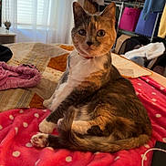 Rascal joined the competition — help win amazing prizes! animal, bedroom, blanket, calico_cat, cat, collar, cozy, curious, cute, domestic, fur, furniture, home, indoor, pet, polka_dot, resting, soft, tail, whiskers