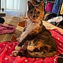 animal, bedroom, blanket, calico_cat, cat, collar, cozy, curious, cute, domestic, fur, furniture, home, indoor, pet, polka_dot, resting, soft, tail, whiskers