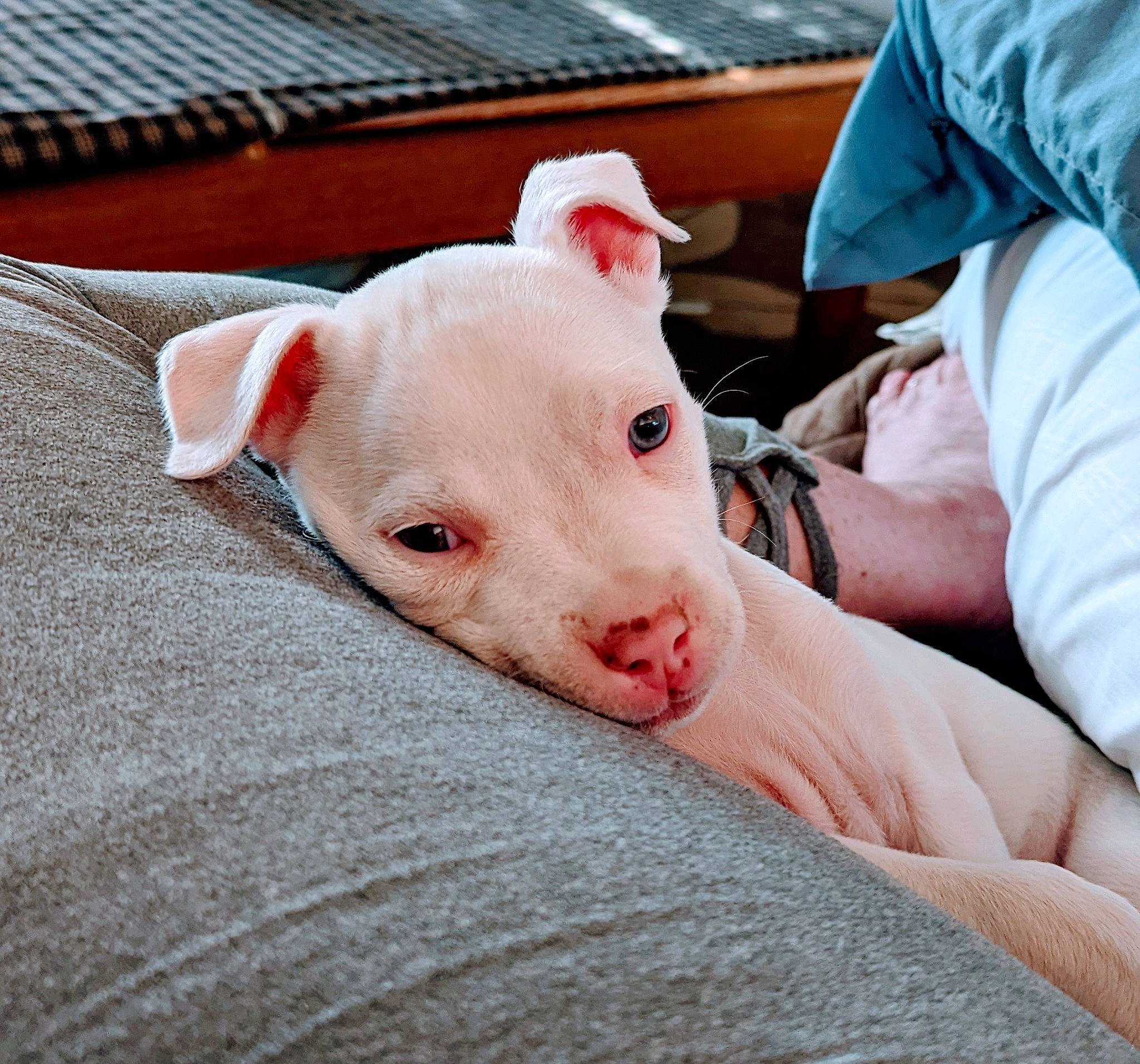 Lily joined the competition — help win amazing prizes! canidae, carnivore, collar, comfort, companion_dog, dog, dog_breed, domestic_pig, ear, fawn, flesh, livestock, snout, sporting_group, suidae, terrestrial_animal, whiskers, working_animal, wrinkle, wrist