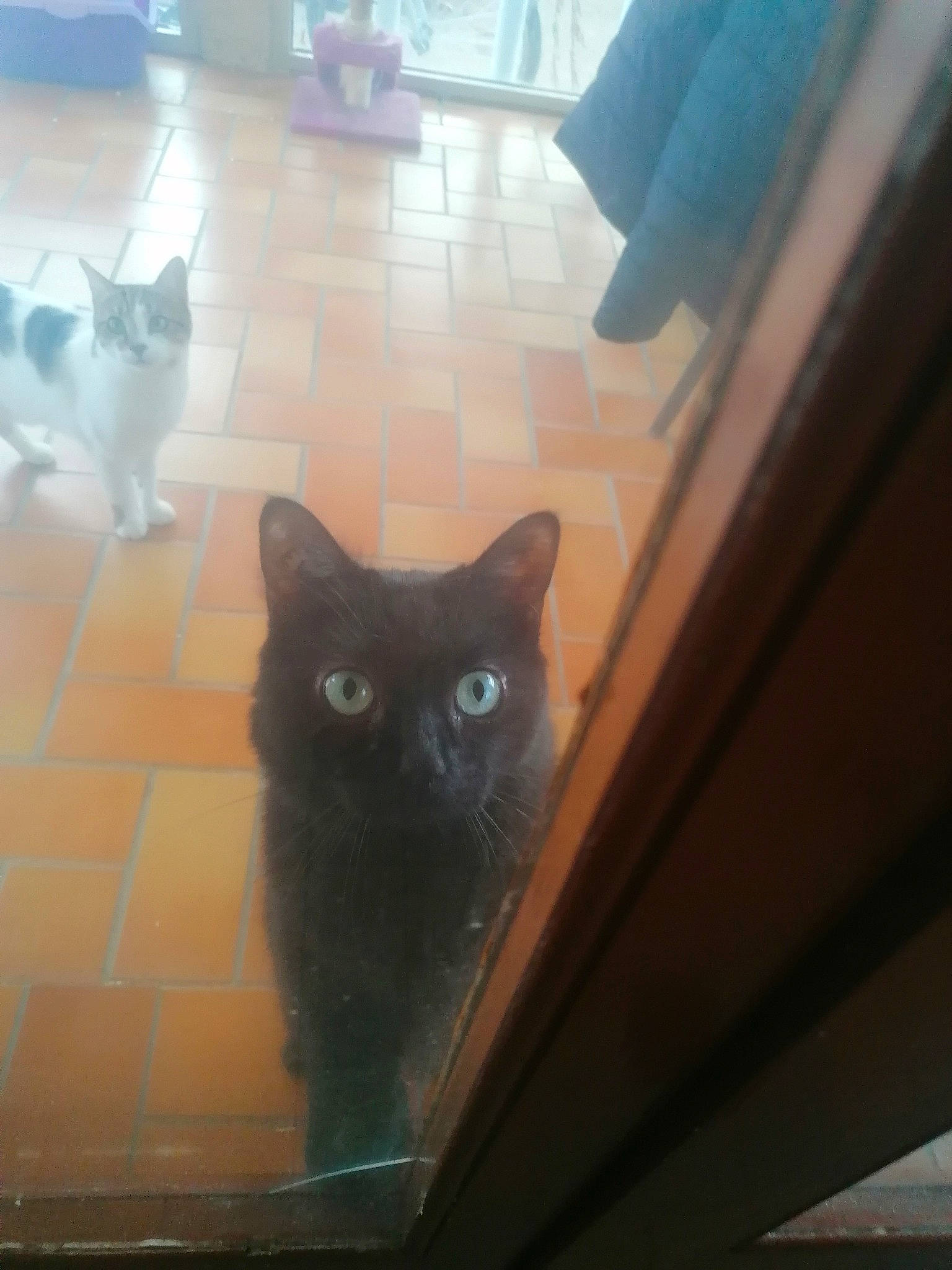 Diablo a rejoint le concours — aidez-le/la à gagner de superbes lots ! black, black_cat, brown, carnivore, cat, fawn, felidae, floor, flooring, grey, hardwood, light, small_to_medium_sized_cats, snout, sunlight, tail, tints_and_shades, whiskers, white, wood