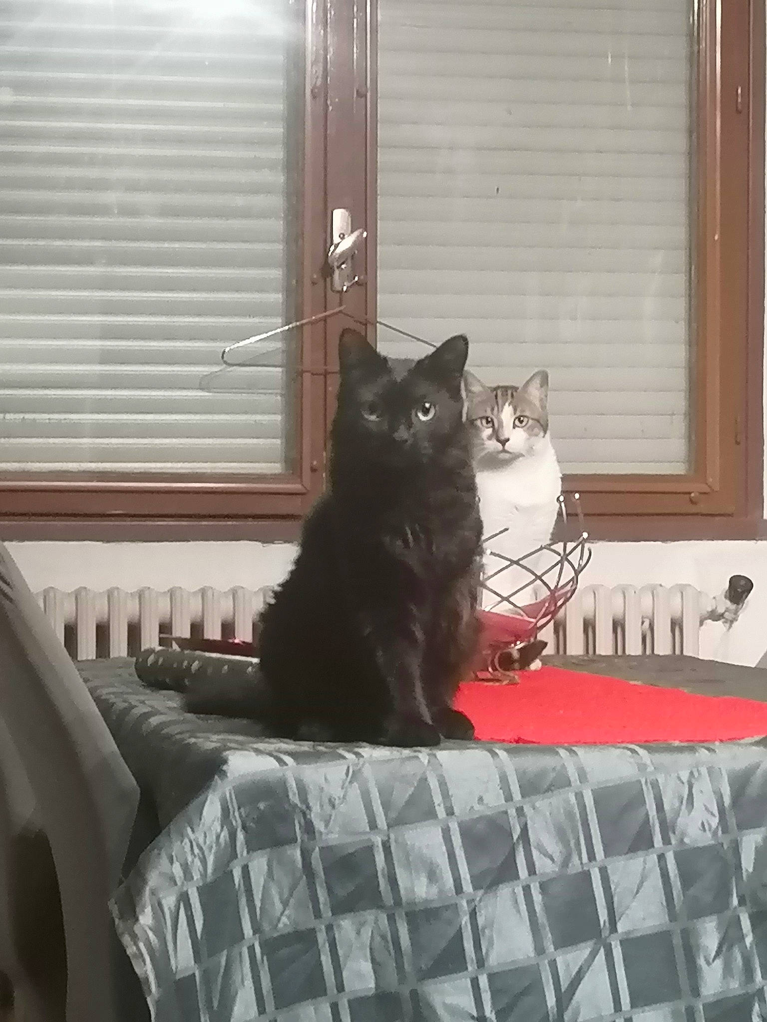 Diablo a rejoint le concours — aidez-le/la à gagner de superbes lots ! black_cat, carnivore, cat, comfort, domestic_short_haired_cat, door, felidae, flooring, fur, grey, hardwood, linens, plant, small_to_medium_sized_cats, tail, textile, vertebrate, whiskers, window, wood