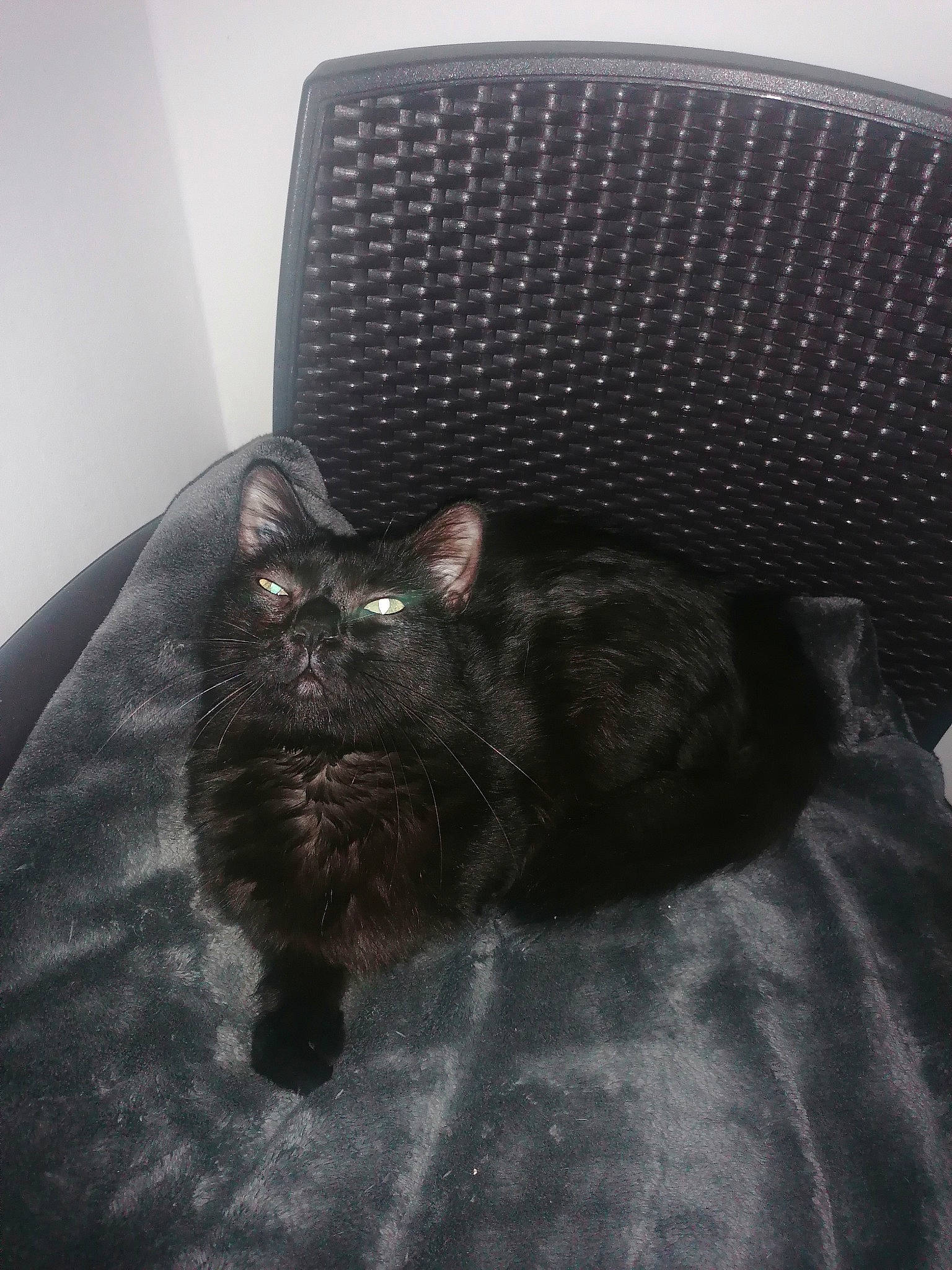 Diablo a rejoint le concours — aidez-le/la à gagner de superbes lots ! bedding, black_cat, canidae, carnivore, cat, comfort, domestic_short_haired_cat, felidae, fur, grey, linens, monochrome_photography, nap, room, sleep, small_to_medium_sized_cats, snout, tail, terrestrial_animal, whiskers