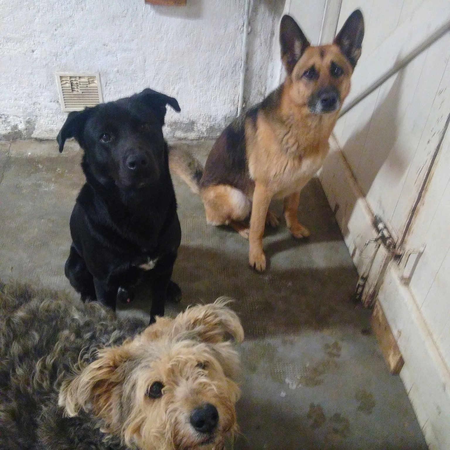 Loki a rejoint le concours — aidez-le/la à gagner de superbes lots ! dog, dog_breed, dog_breed_group, dog_like_mammal, rare_breed_dog, snout, street_dog, terrier, vulnerable_native_breeds