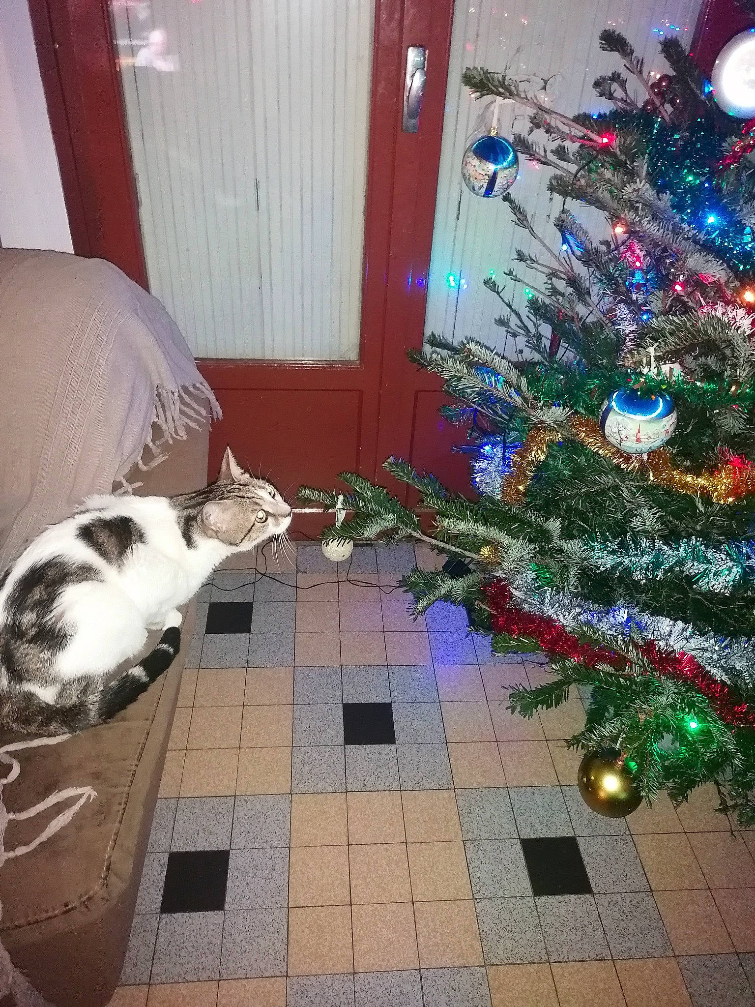 Myrtille participe au concours pour gagner de l'argent avec cette photo : blue, carnivore, cat, christmas_decoration, christmas_ornament, christmas_tree, companion_dog, dog_breed, evergreen, felidae, flooring, holiday_ornament, interior_design, light, ornament, plant, tree, whiskers, white, wood