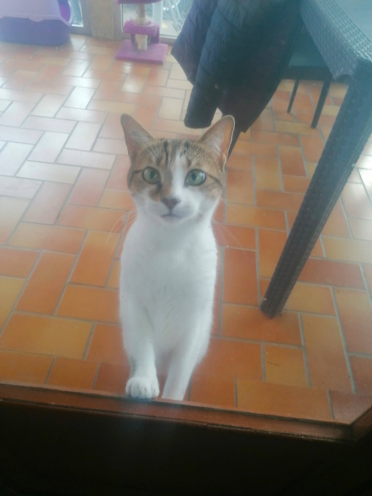 Myrtille a rejoint le concours — aidez-le/la à gagner de superbes lots ! carnivore, cat, chair, domestic_short_haired_cat, fawn, felidae, floor, flooring, foot, fur, hardwood, metal, paw, sitting, small_to_medium_sized_cats, tail, tile_flooring, whiskers, wood