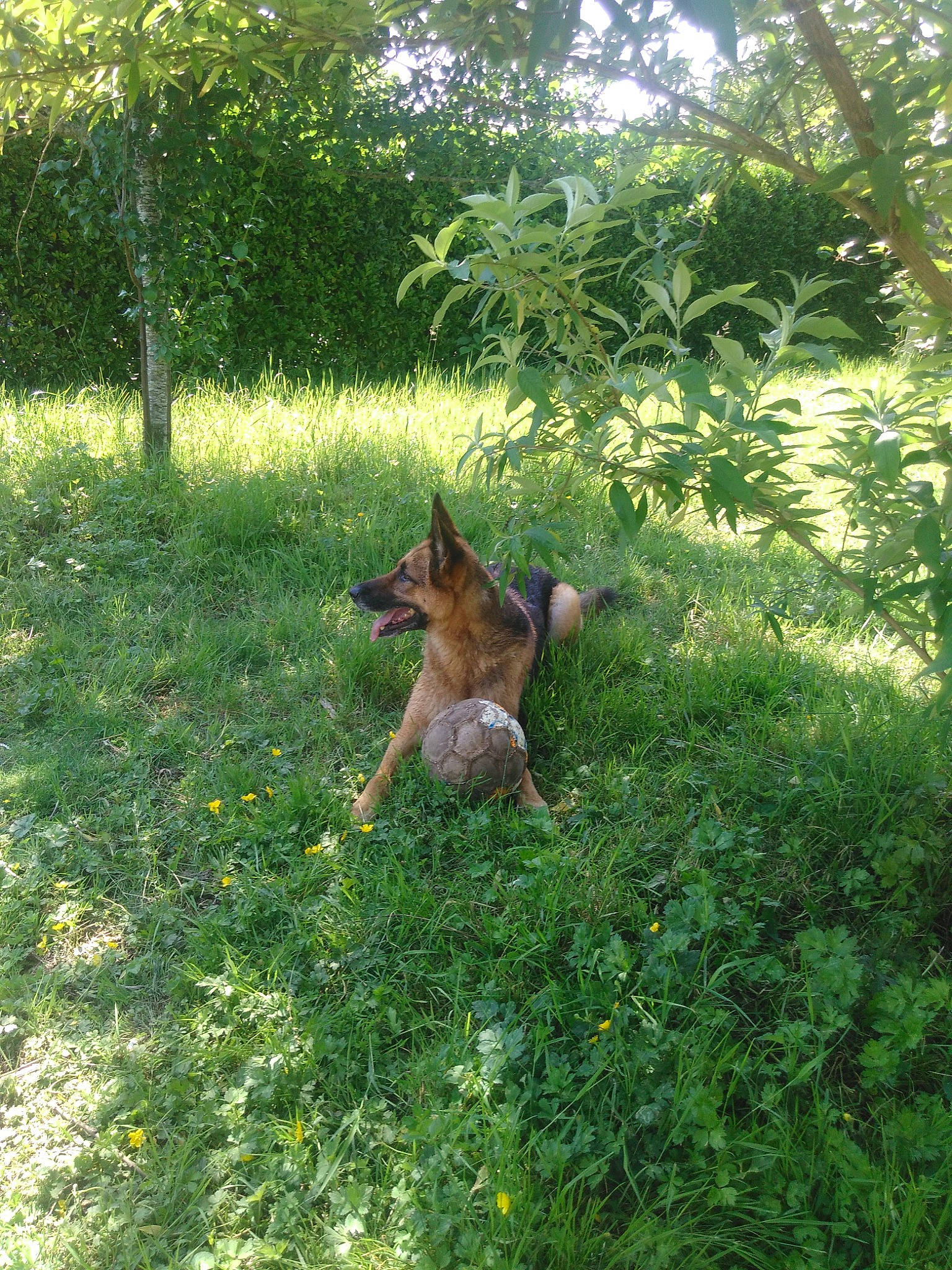 Kali participe au concours pour gagner de l'argent avec cette photo : carnivore, dog_breed, fawn, forest, grass, grassland, groundcover, landscape, lawn, meadow, natural_landscape, pasture, plant, shrub, sporting_group, tail, terrestrial_animal, terrestrial_plant, tree, woodland