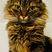 Chatoune participe au concours pour gagner de l'argent avec cette photo : cat, tabby, fluffy, fur, green_eyes, pet, animal, portrait, close_up, whiskers, ears, feline, domestic_cat, cute, indoor, mammal, looking_at_camera, soft_background, striped, long_hair