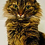 animal, cat, close_up, cute, domestic_cat, ears, feline, fluffy, fur, green_eyes, indoor, long_hair, looking_at_camera, mammal, pet, portrait, soft_background, striped, tabby, whiskers