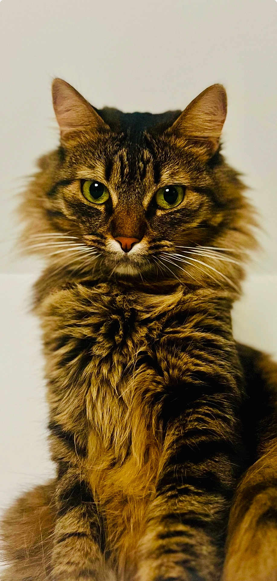 Chatoune participe au concours pour gagner de l'argent avec cette photo : cat, tabby, fluffy, fur, green_eyes, pet, animal, portrait, close_up, whiskers, ears, feline, domestic_cat, cute, indoor, mammal, looking_at_camera, soft_background, striped, long_hair