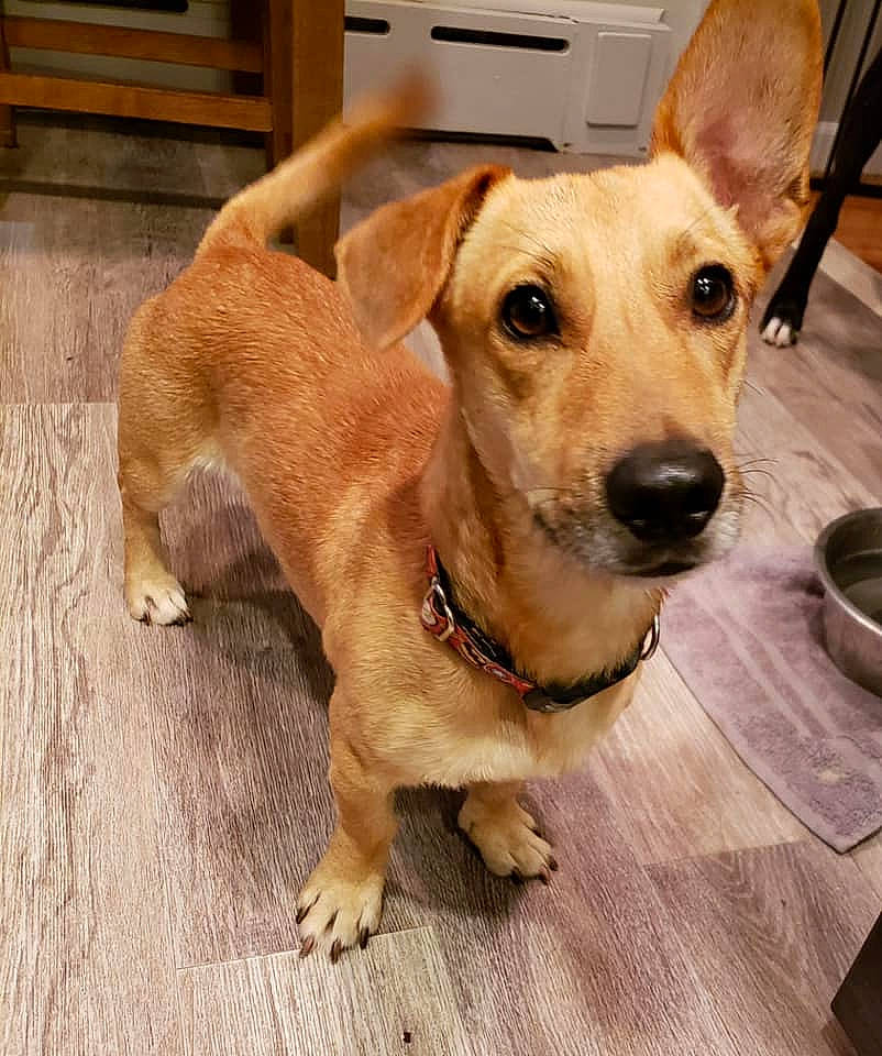 Marvin is registered to the contest to win money with this photo: beagador, canidae, carnivore, carolina_dog, companion_dog, corgi_chihuahua, dog, dog_breed, fawn, feist, flooring, mammal, pariah_dog, potcake_dog, rare_breed_dog, snout, sporting_group, street_dog, vertebrate, whiskers