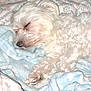 animal, bed, bedding, blanket, blue_blanket, close_up, cozy, curly_fur, cute, dog, domestic_animal, fur, indoor, nap, peaceful, pet, resting, sleeping, soft, white_dog