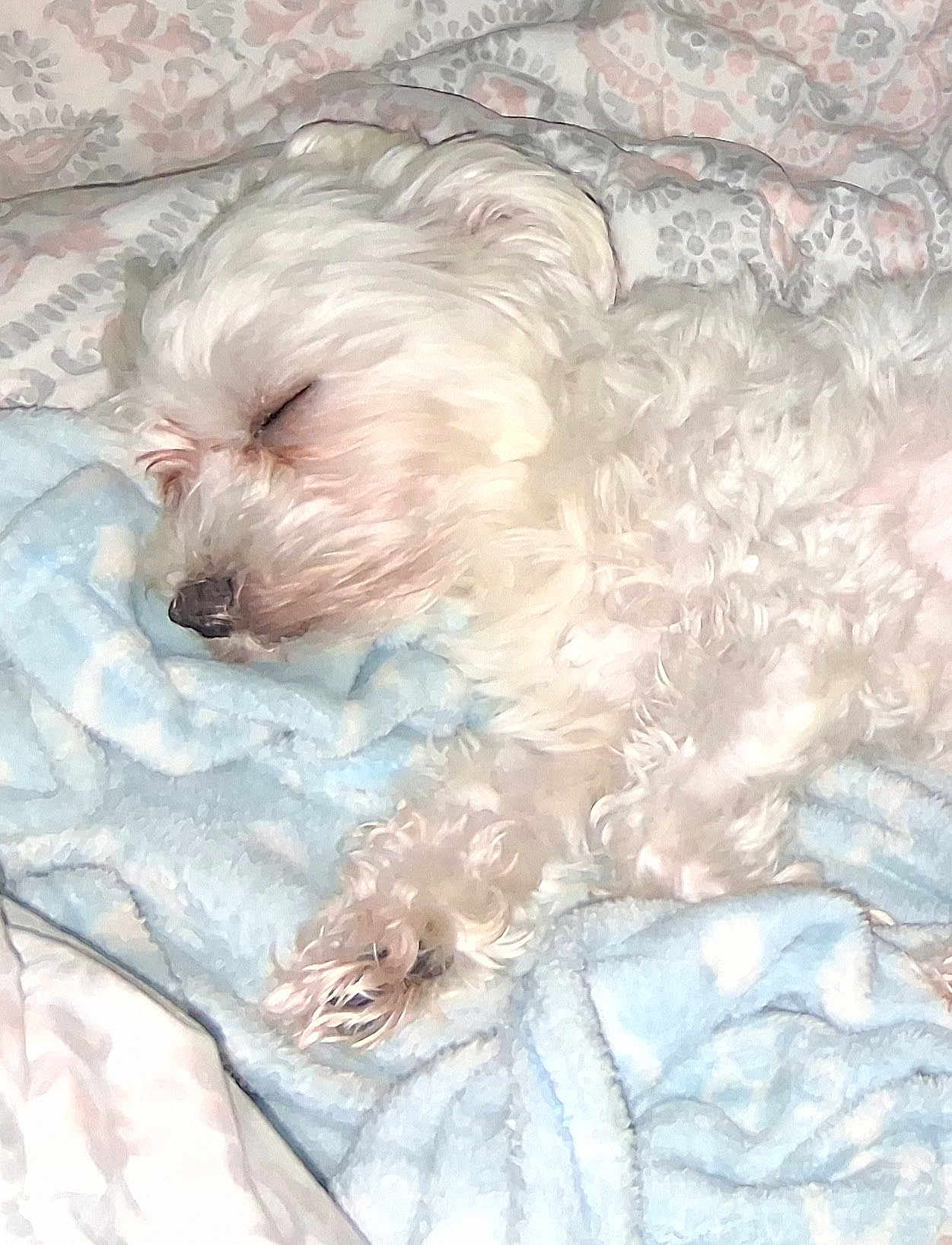 Snowball