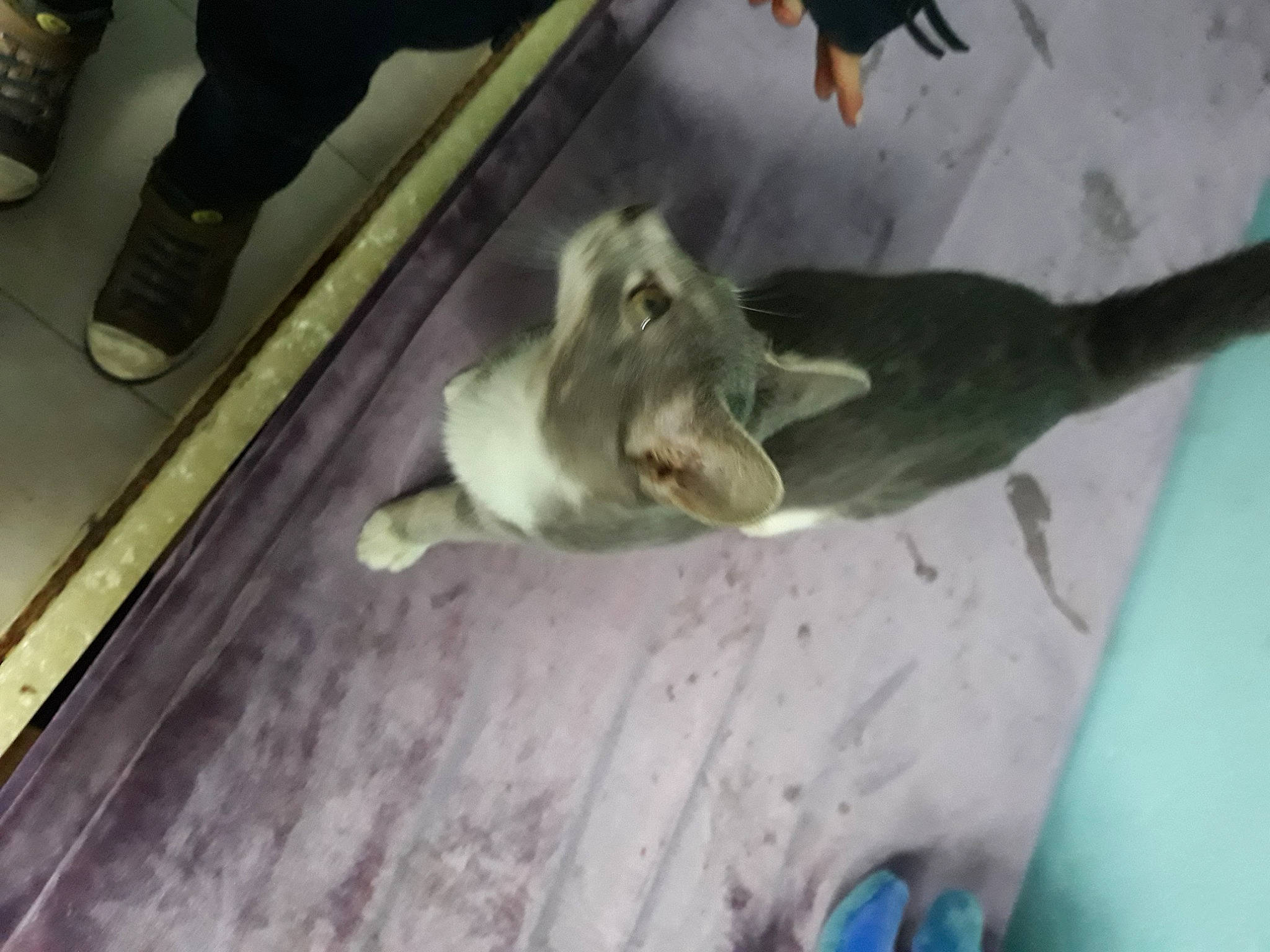 Gucci a rejoint le concours — aidez-le/la à gagner de superbes lots ! _geese_and_swans, canidae, dog_breed, ducks, fawn, flooring, fur, hardwood, human_leg, snout, tail, terrestrial_animal, wildlife, wood