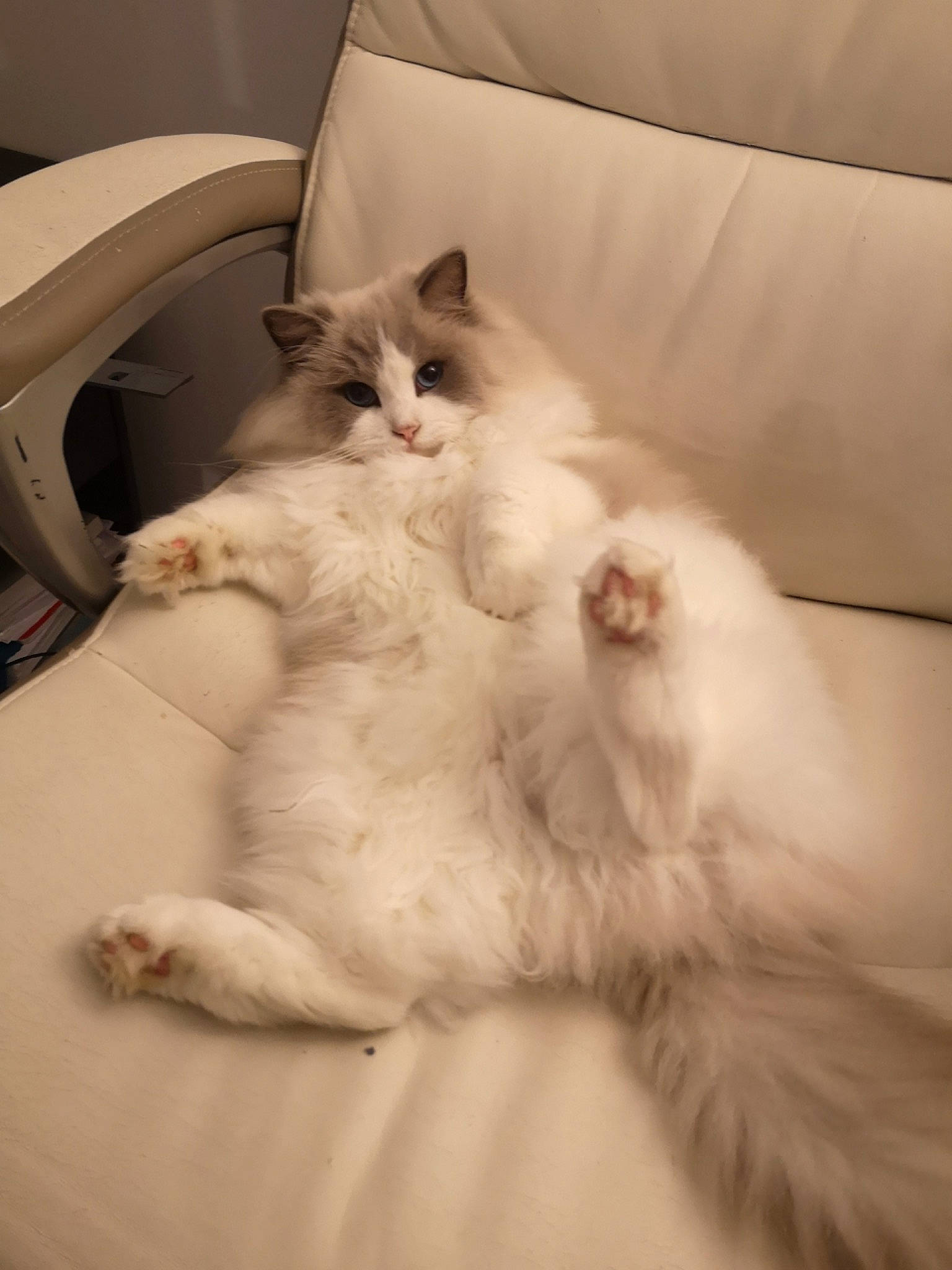 May-linn participe au concours pour gagner de l'argent avec cette photo : bed, bed_sheet, bedding, carnivore, cat, claw, comfort, couch, duvet, felidae, fur, linens, nap, paw, ragdoll, room, sleep, small_to_medium_sized_cats, tail, whiskers