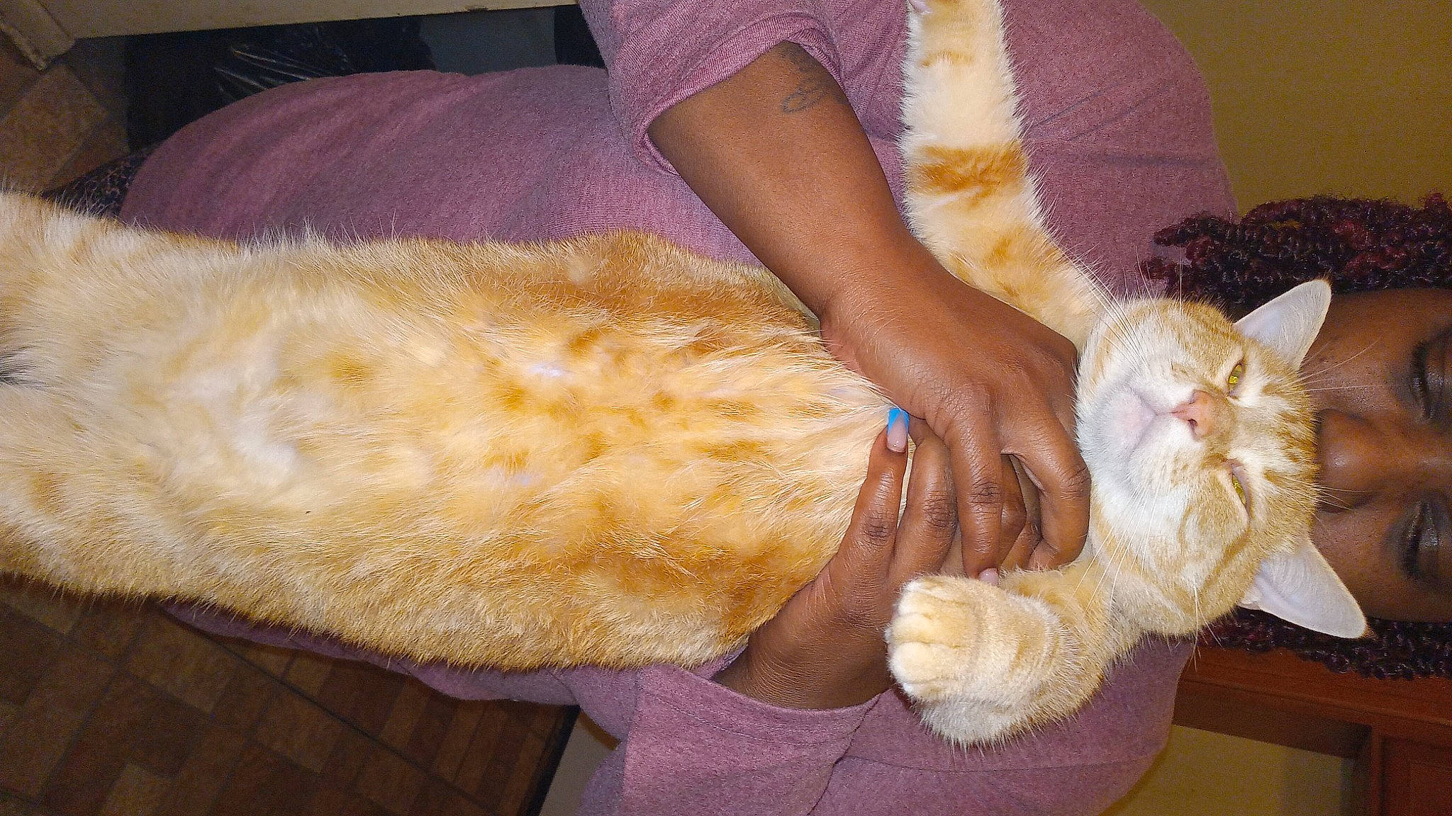 Tiger is registered to the contest to win money with this photo: carnivore, cat, comfort, fawn, felidae, foot, fur, gesture, hand, human_leg, lap, linens, nail, small_to_medium_sized_cats, tail, thumb, whiskers, wood, wool, wrist