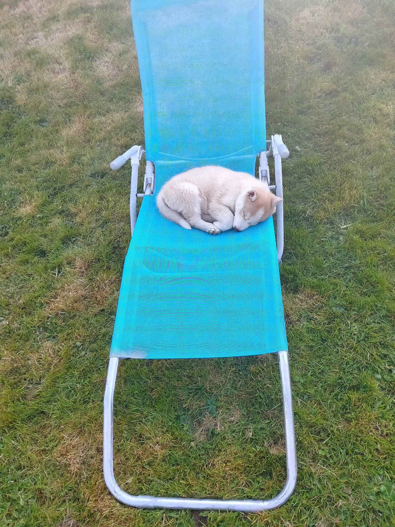 Tonnerre participe au concours pour gagner de l'argent avec cette photo : backyard, canidae, carnivore, chair, comfort, companion_dog, dog_breed, fun, furniture, grass, grassland, groundcover, leisure, outdoor_furniture, plant, recreation, rectangle, sitting, sporting_group