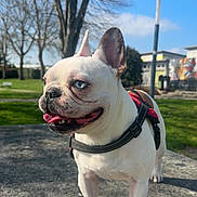 Sally participe au concours pour gagner de l'argent avec cette photo : dog, french_bulldog, outdoor, park, blue_sky, tree, harness, leash, sunny, standing, pet, canine, animal, tongue_out, close_up, daylight, grass, concrete, nature, playful