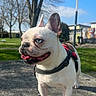 dog, french_bulldog, outdoor, park, blue_sky, tree, harness, leash, sunny, standing, pet, canine, animal, tongue_out, close_up, daylight, grass, concrete, nature, playful