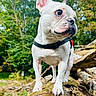 dog, french_bulldog, pet, animal, outdoor, nature, forest, tree, log, moss, ears, white_dog, canine, standing, close_up, daylight, curious, collar, snout, paw