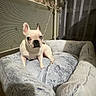dog, french_bulldog, pet_bed, indoor, heterochromia, plush, animal, cozy, white_dog, resting, alert, carpet, decorative_plant, radiator, curtains, soft_lighting, floor, cute, companion, domestic_pet