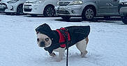 Sally a rejoint le concours — aidez-le/la à gagner de superbes lots ! dog, french_bulldog, snow, winter, coat, leash, parked_cars, tree, snowy_ground, outdoor, animal, pet, cold_weather, vehicle, gray_car, white_car, black_coat, red_harness, walking, daytime