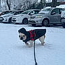 dog, french_bulldog, snow, winter, coat, leash, parked_cars, tree, snowy_ground, outdoor, animal, pet, cold_weather, vehicle, gray_car, white_car, black_coat, red_harness, walking, daytime