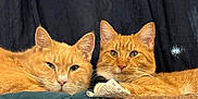 Stinky joined the competition — help win amazing prizes! cat, ginger_cat, feline, pets, indoor, couch, blanket, fur, relaxing, two_animals, cozy, tag, curtain, resting, close_up, domestic_animal, animal_pair, whiskers, ears, eyes