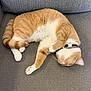 cat, orange_cat, white_paws, sleeping, curled_up, collar, feline, pet, indoor, couch, gray_fabric, cozy, relaxed, whiskers, tail, paw, fur, domestic_animal, resting, animal