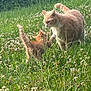 cat, kitten, grass, clover, outdoor, nature, animal, pet, feline, sunlight, greenery, young, adult, interaction, cute, curious, wildflowers, field, playful, fluffy
