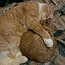 cat, cats, ginger_cat, sleeping, cuddle, hug, pet, feline, animal, bed, blanket, cozy, fur, domestic_animal, resting, cute, two_animals, companion, indoor, snuggle