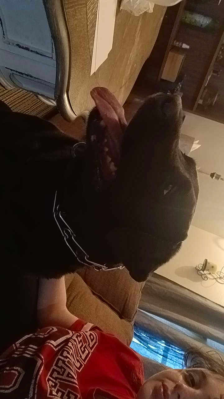 Koko joined the competition — help win amazing prizes! dog, black_dog, person, red_shirt, couch, indoor, panting, smiling, furniture, curtains, shelf, living_room, collar, pet, human, relaxing, home, casual, tongue_out, happy