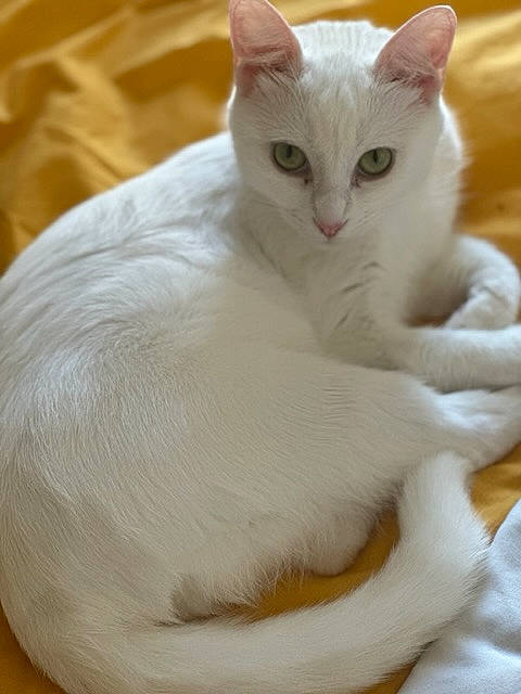 Bibichat participe au concours pour gagner de l'argent avec cette photo : carnivore, cat, claw, comfort, domestic_short_haired_cat, fawn, felidae, fur, paw, small_to_medium_sized_cats, snout, tail, terrestrial_animal, whiskers