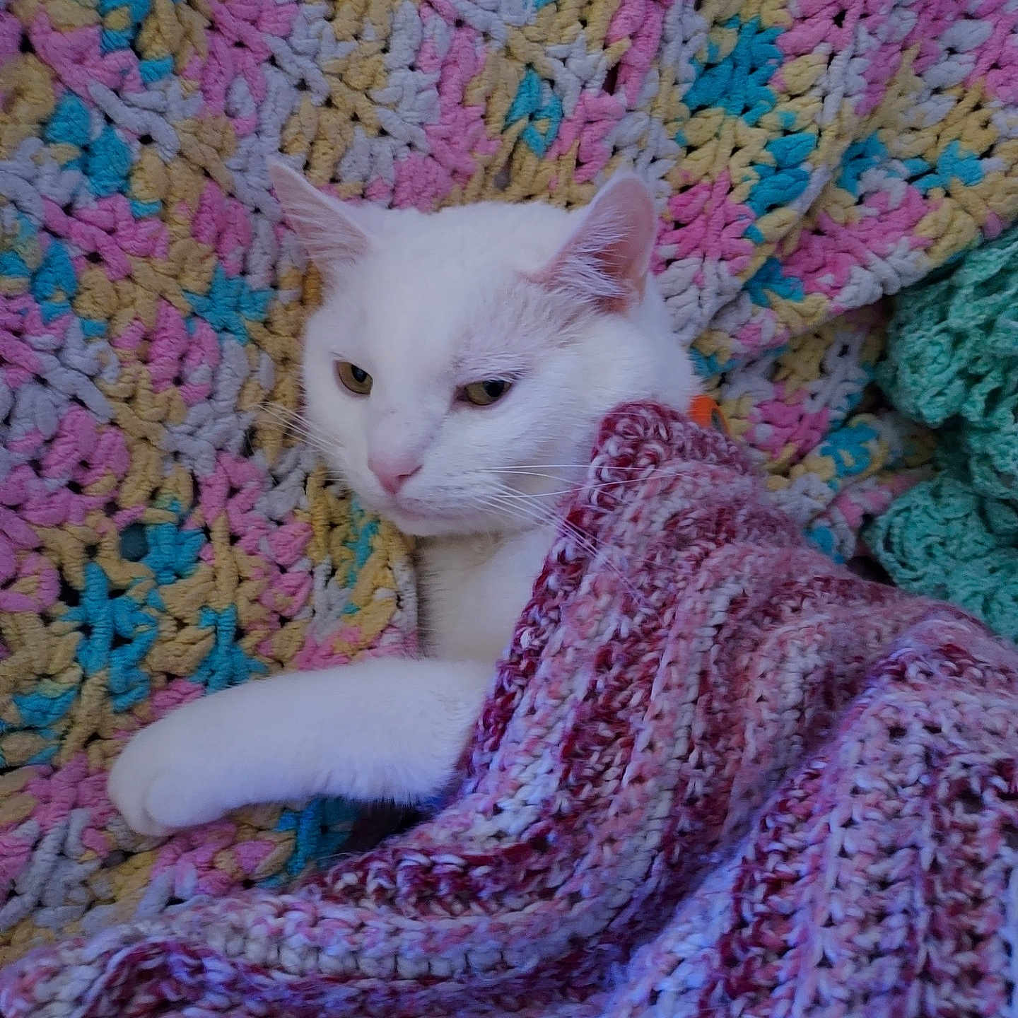 Caspurr