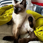 Wizzz a rejoint le concours — aidez-le/la à gagner de superbes lots ! cat, siamese, blue_eyes, pet, feline, fur, paw, blanket, bed, cozy, indoor, animal, whiskers, cute, relaxed, soft_texture, domestic, curious, resting, mammal