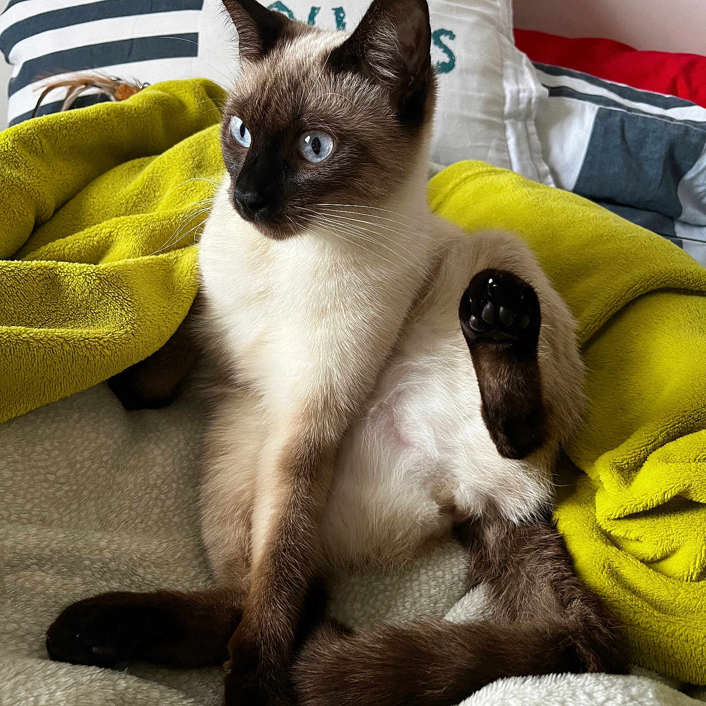 Wizzz a rejoint le concours — aidez-le/la à gagner de superbes lots ! animal, bed, blanket, blue_eyes, cat, cozy, curious, cute, domestic, feline, fur, indoor, mammal, paw, pet, relaxed, resting, siamese, soft_texture, whiskers