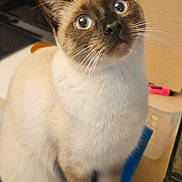 Wizzz participe au concours pour gagner de l'argent avec cette photo : animal, blue_eyes, cat, close_up, counter, curious, cute, domestic, ears, face, fur, indoor, kitchen, looking_up, mammal, pet, siamese, sitting, tabletop, whiskers