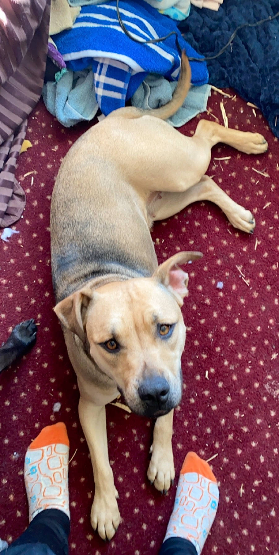 Muffin is registered to the contest to win money with this photo: beagador, black_mouth_cur, canidae, carnivore, dog, dog_breed, fawn, feist, mammal, non_sporting_group, potcake_dog, puppy, street_dog, vertebrate