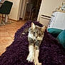Perle a rejoint le concours — aidez-le/la à gagner de superbes lots ! cat, indoor, blanket, purple, furniture, floor, tile, chair, couch, pet, animal, relaxed, stretching, cozy, home, portrait, whiskers, ears, fur, resting