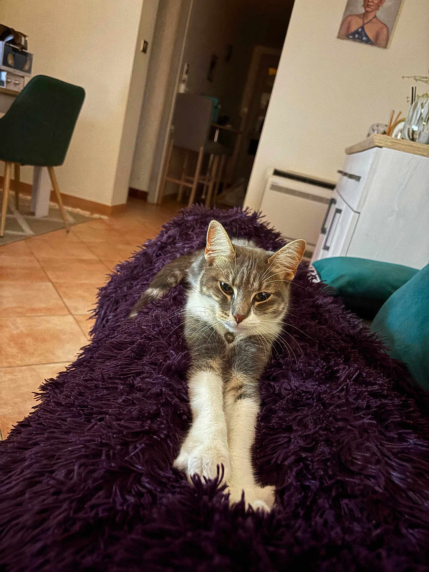 Perle a rejoint le concours — aidez-le/la à gagner de superbes lots ! cat, indoor, blanket, purple, furniture, floor, tile, chair, couch, pet, animal, relaxed, stretching, cozy, home, portrait, whiskers, ears, fur, resting